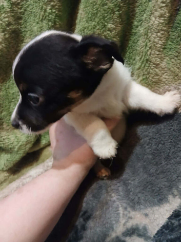 Jack Russell pups