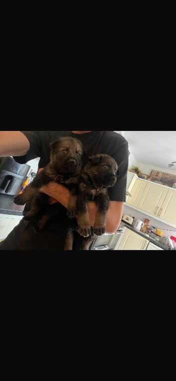 Czech Shepards
