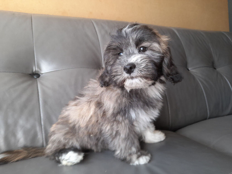 Last lasa-chon puppy!