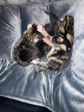 3 beautiful kittens