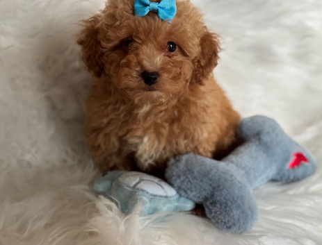 Maltipoo puppies small toy Maltese x toy poodle red apricot dog puppy