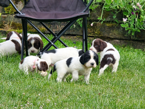 Clumber x springer  x cocker