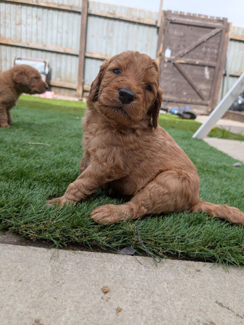 Beautiful F2 labradoodle puppies