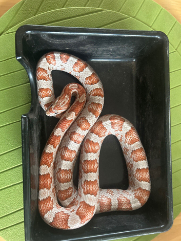 4 years old snake
