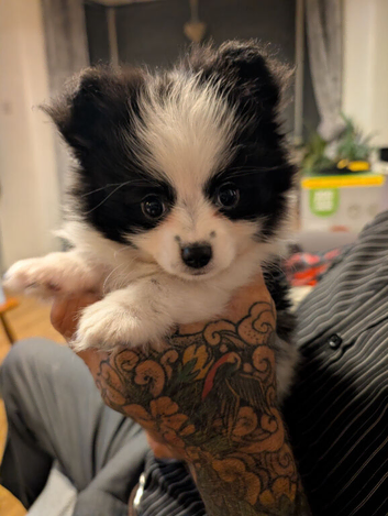 Stunning male pomchi