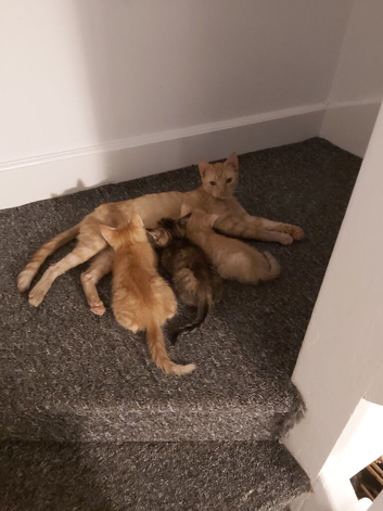 Half Bengal Kittens - READY NOW!