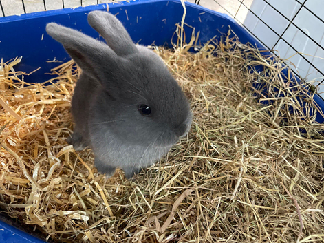Mininlop x Holland lop bunnies