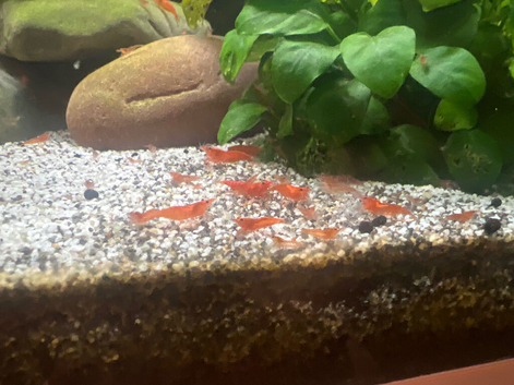 Red cherry shrimp