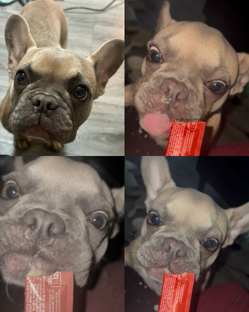 6.5 month girl puppy - urgent rehome (no fault of her own)