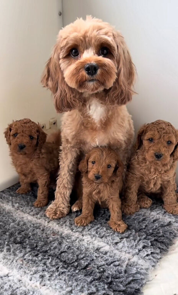 Cavapoo puppies