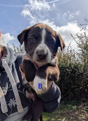 Newzealand hunterway cross collie