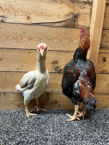 Ko shamo pair