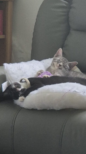 2 kittens in need of a home