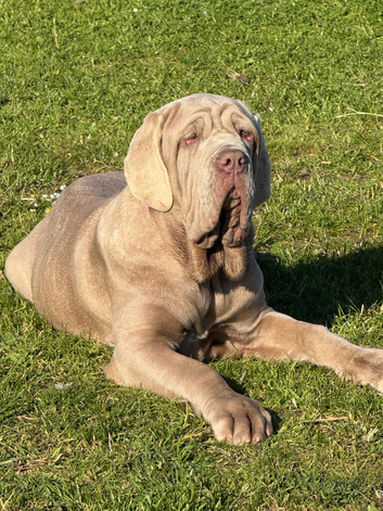 28 week old kc reg Neapolitan mastiff