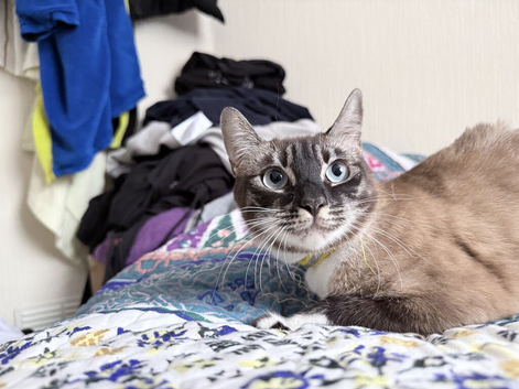 Looking for our forever home