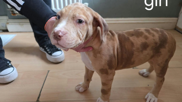 American Bully Puppies for sale