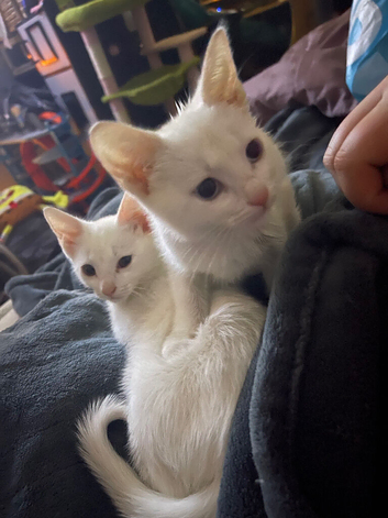 Full white kittens