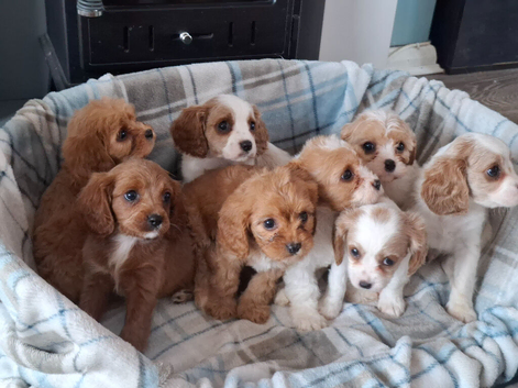 Cavapoo F1B