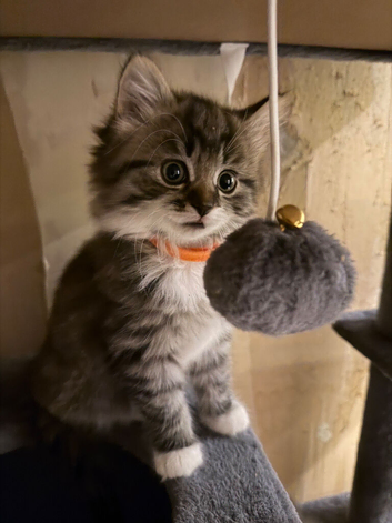 Kittens Bristol