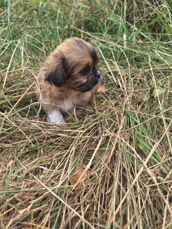 Chihuahua x imperial shihzu