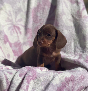 Miniature smooth coat dachshund puppy