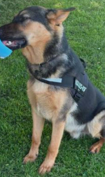 German shepherd
