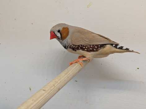 2026 Male Zebra finches