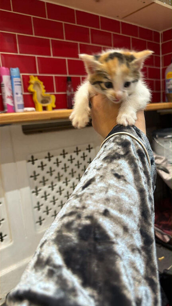 6 beautiful kittens