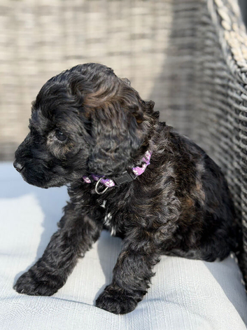 Merle labradoodles