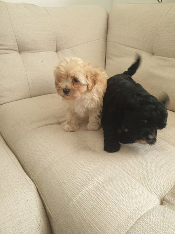 Adorable maltipoo mixbreed puppies