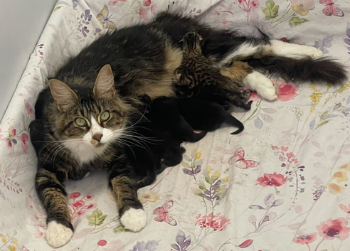 Beautiful little mainecoons already got big feet Then boys are gonna be strong  and then girls are gonna look just like their mama