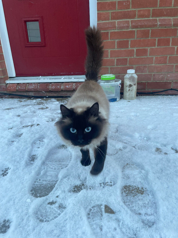 Ragdoll female