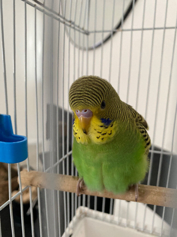 Young budgie