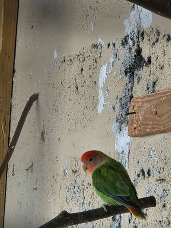 2 pairs of love birds