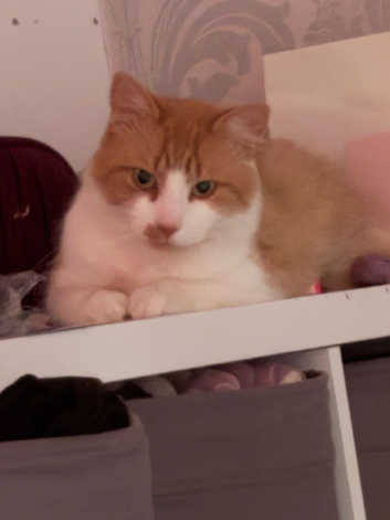 Ginger fluff