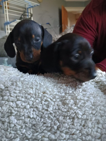 Miniature dachshund