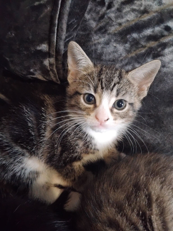 4 tabby and 1 black kittens ready for new home
