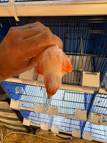 Harlequin cock birds 2026