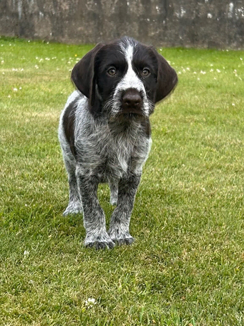 German Wirehaired Pointer Puppy