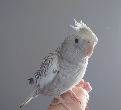 Hand reread hand tame female cockatiel