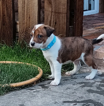 Staffy x Terrier