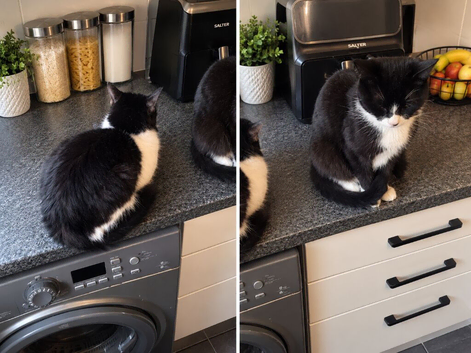 2 adult cats