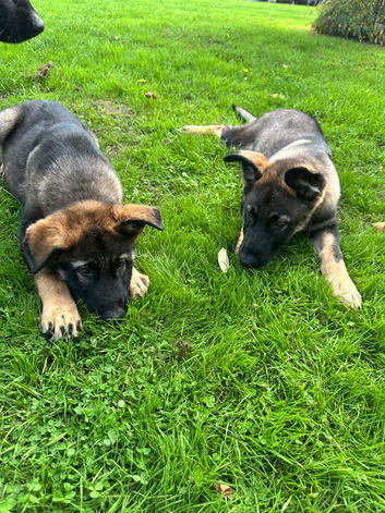 only 1 left GERMAN SHEPHERD BOYS