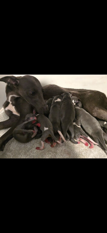Stunning Blue Whippet Puppies