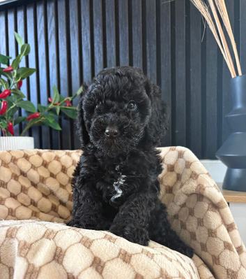 Miniature cockerpoo puppies