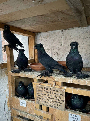 Double crested trumpeters Pairs for sale