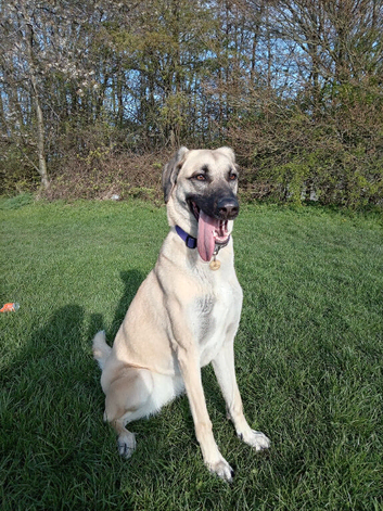 Dog