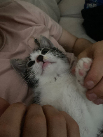 Beautiful kitten ready to leave