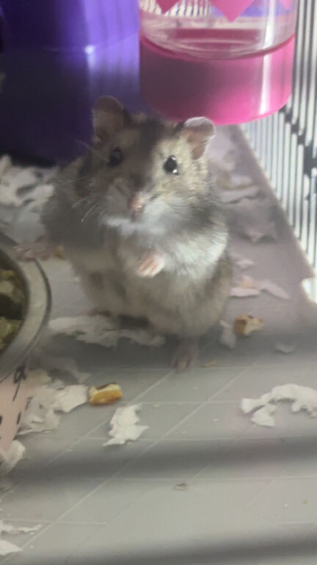 hamster ready for a good home!