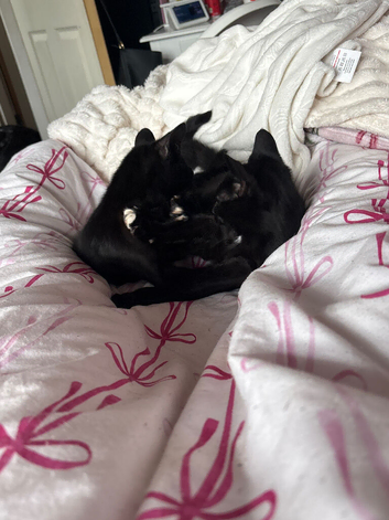 Kittens looking for forever homes